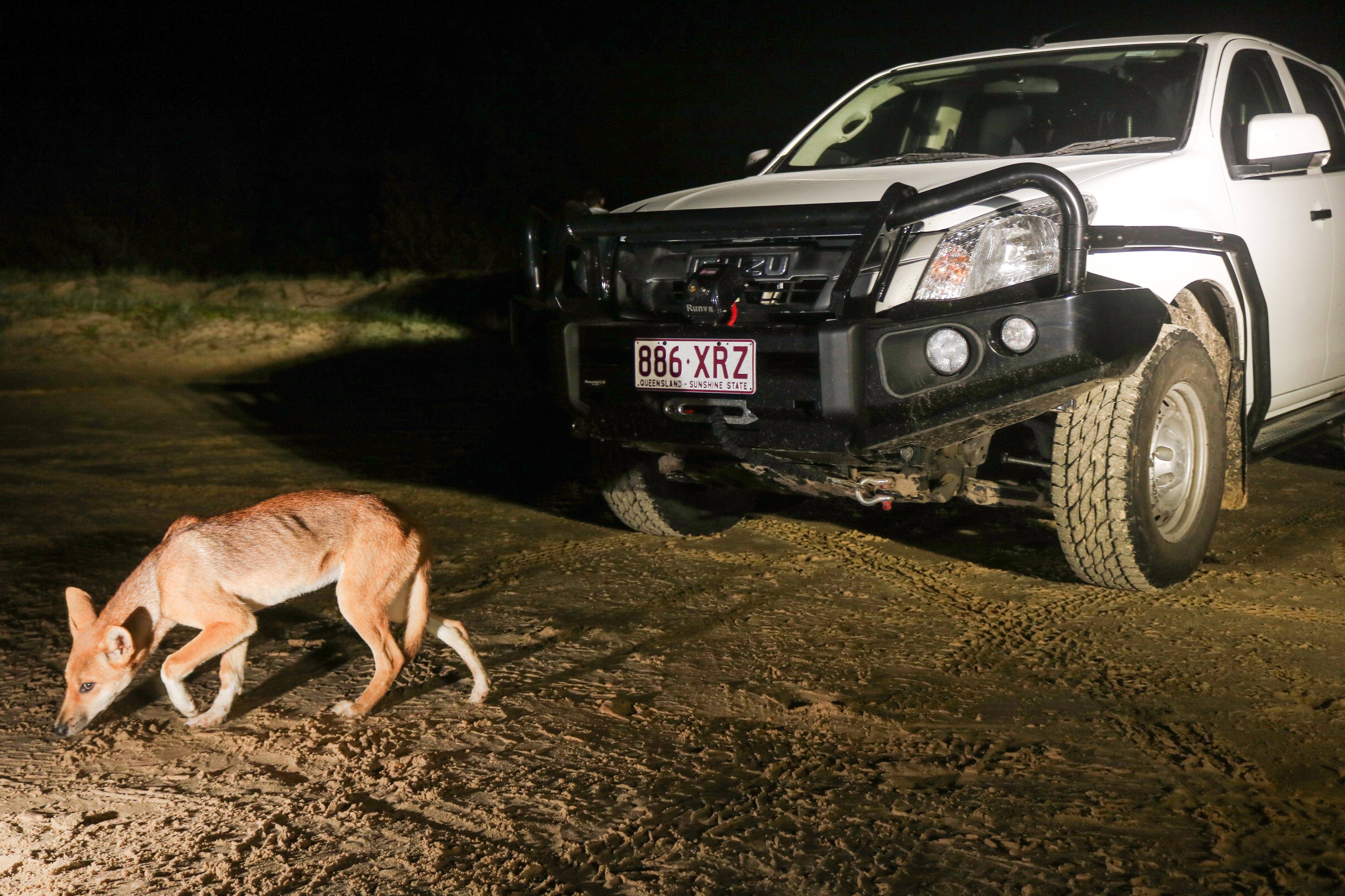 Side Rail Brush Bars Suits Dmax / Triton / Navara - Image 4
